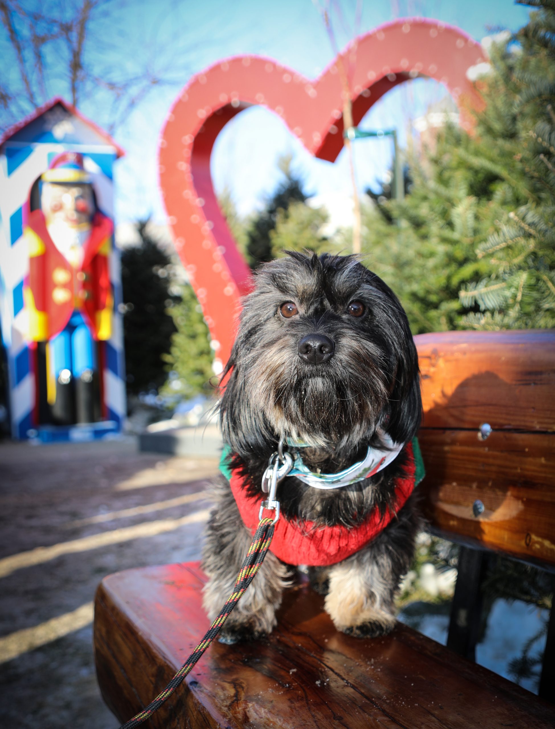 Le seul Marché de Noël où tu peux amener ton chien voir le Père Noël.